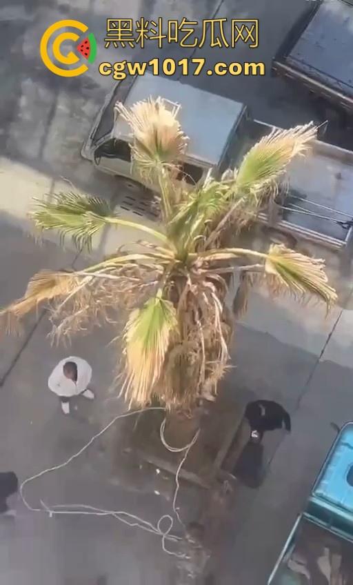 七年老狗反咬主人,不是虐待就突然发疯,满脸都是血,大型狗真恐怖,随后安排处死,这时候爱狗人士怎么不说话了!-9