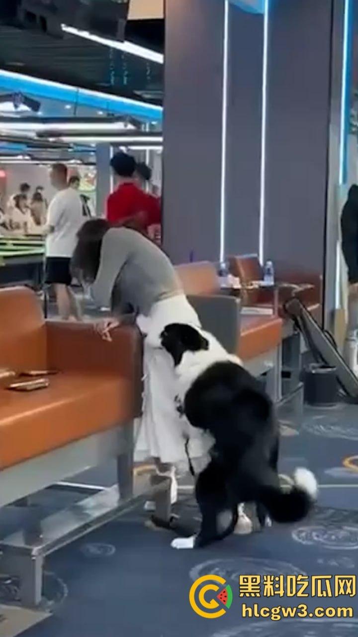 狗子发情当众操“妈” 大庭广众之下抱腿突击!美女吓得抱头躲避 在家没少干吧?-7