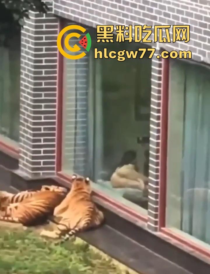 广西柳州雄景生态酒店 美女落地窗前全裸勾引老虎 多方位展示娇躯 大胆露出小穴 老虎竟看的津津有味!-2