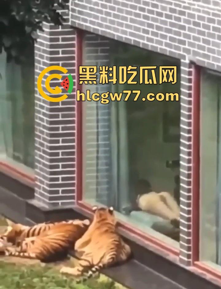 广西柳州雄景生态酒店 美女落地窗前全裸勾引老虎 多方位展示娇躯 大胆露出小穴 老虎竟看的津津有味!-3