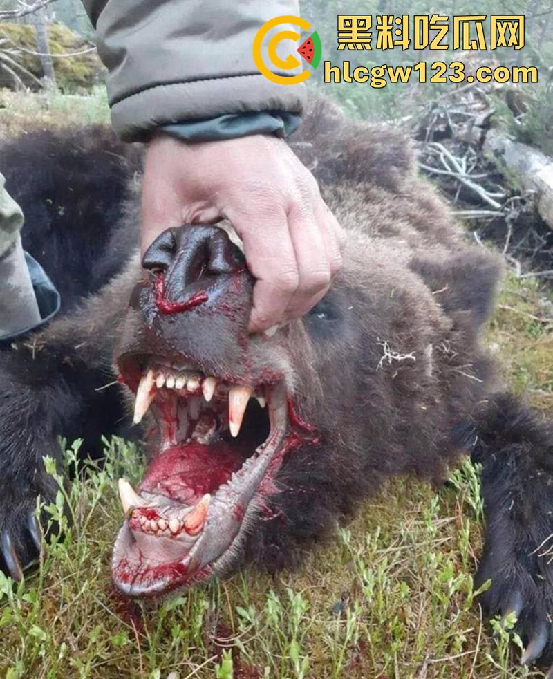 西藏贡嘎藏马熊屠杀人类，帅哥随旅行团西藏游，一行人挖虫草误入熊窝，头骨被咬碎无一生还！-11