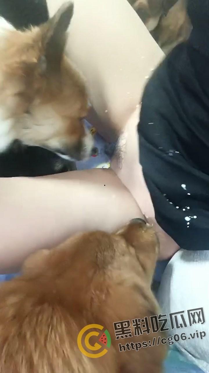 人兽主播 【虎牙妹儿】 曾用名 糖宝和毛孩子 一女大战20之狗 与狗群交开直播 逼上倒牛奶吸引狗舔 变态癖好无下限-3