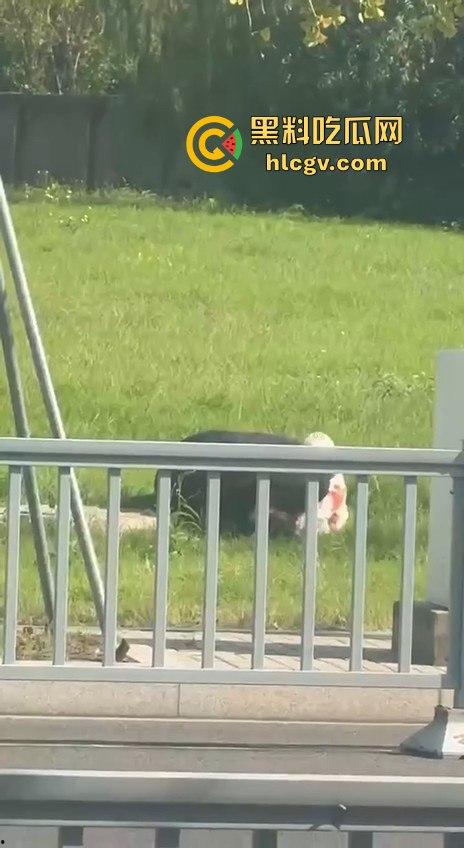 江苏街头霸道总裁当众发狂！大庭广众之下草坪硬上女伴，女性安全真的没个谱！-9