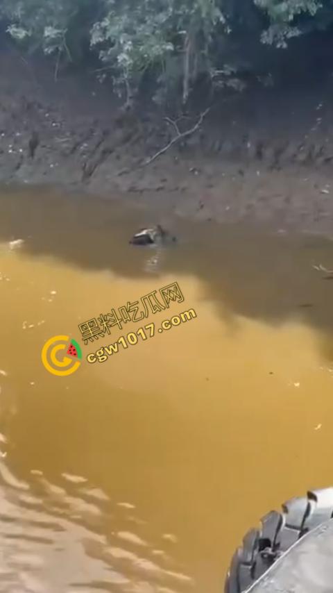 男子野泳惨遭鳄鱼袭击，身体被肆意撕裂，尸体血肉模糊，搜救队惊惧地目睹这惨绝人寰的一幕-5