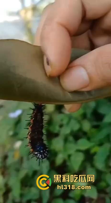 不是哥们毛毛虫也能吃的吗？这东西不是有毒！身体碰一下都全身红，你这舌头没事吧！-3